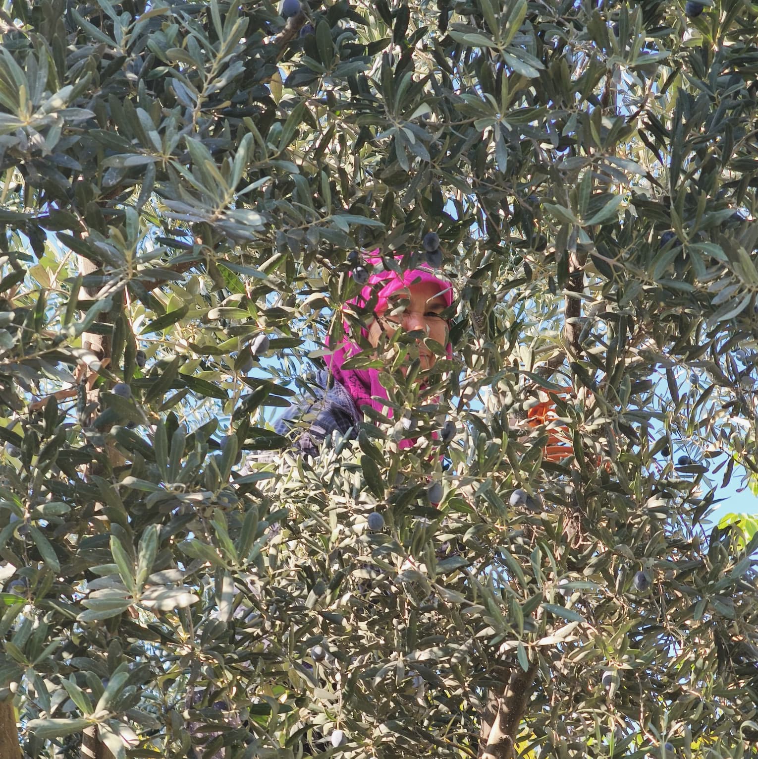 Zeytin Bahçemiz 2